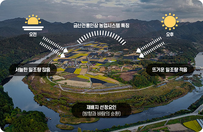 금산전통인삼농업시스템