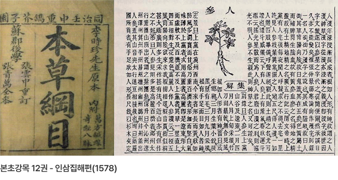 본초강목 12권 - 인삼집해편(1578)