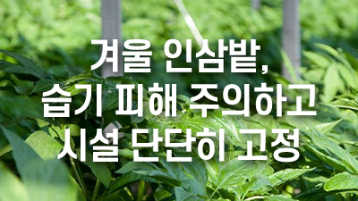 겨울 인삼밭, 습기 피해 주의하고 시설 단단히 고정
