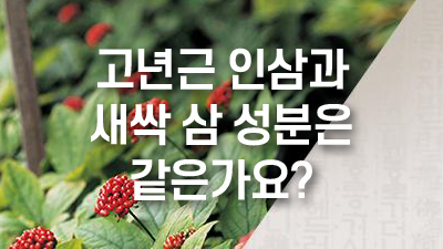 고년근 인삼과 새싹 삼 성분은 같은가요?