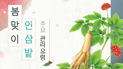 봄맞이 인삼밭 주요 관리 요령