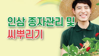 인삼 종자관리 및 씨뿌리기