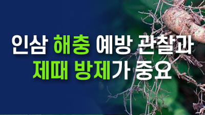 인삼 해충 예방 관찰과 제때 방제가 중요