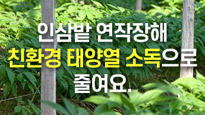 인삼밭 연작장해 친환경 태양열 소독으로 줄여요