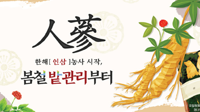 한해 인삼농사 시작, 봄철 밭관리부터