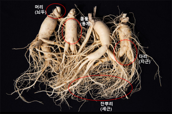 품질 좋은 인삼 이미지