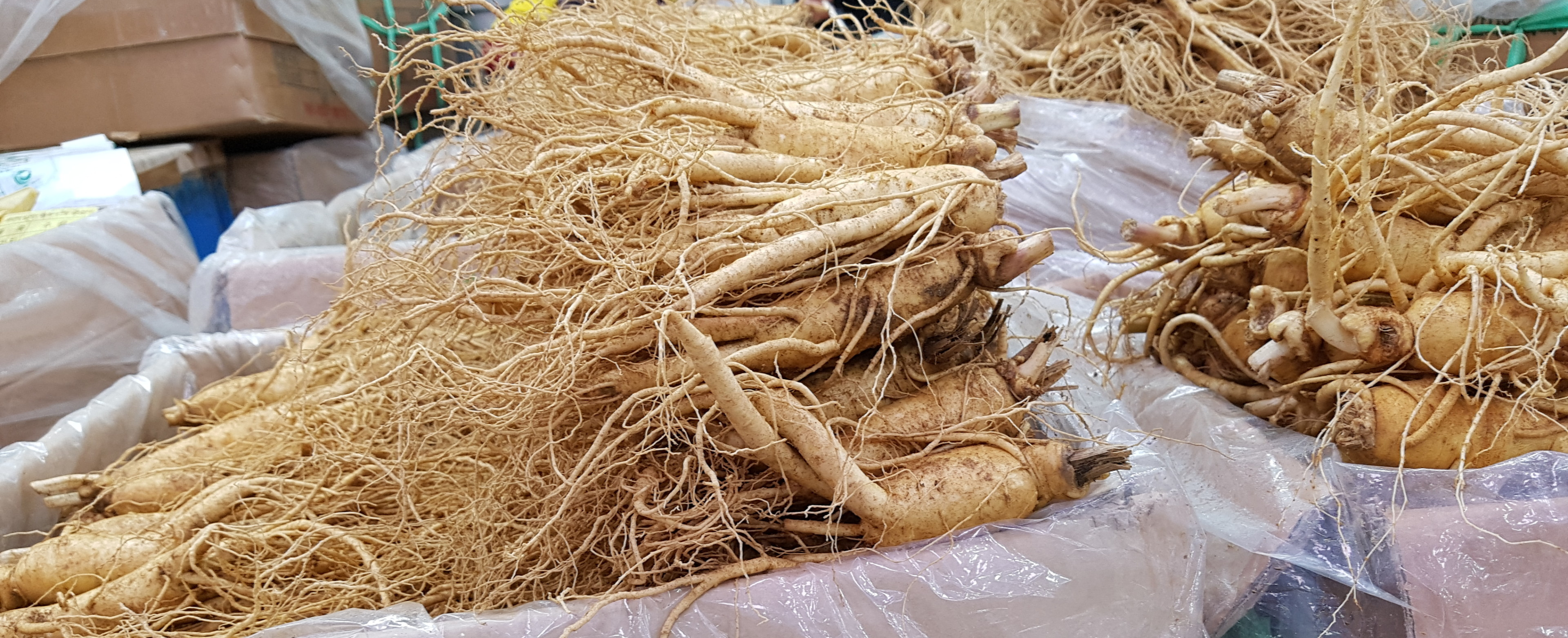 인삼캐기체험 이미지